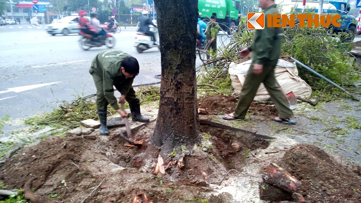 Các công nhân Cty cây xanh Hà Nôi đang tiến hành đốn hạ cây xanh hàng chục năm tuổi trên đường Nguyễn Chí Thanh.
