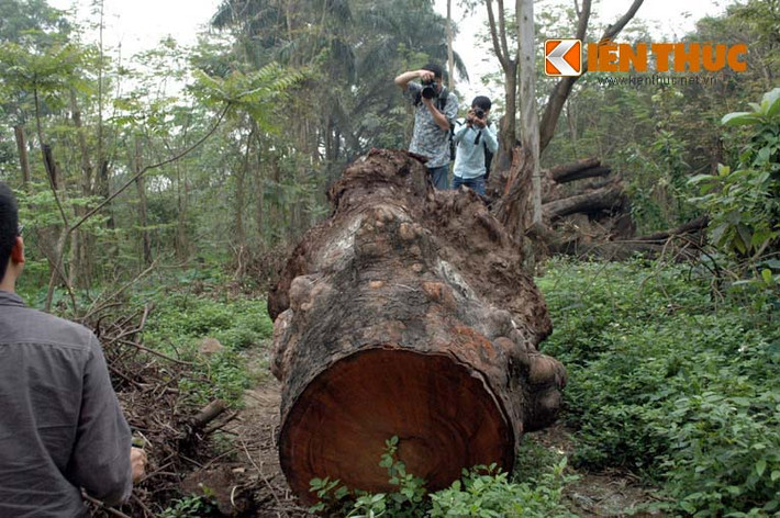 Một gốc cây khoảng 2 người ôm nằm giữa lối vào ...