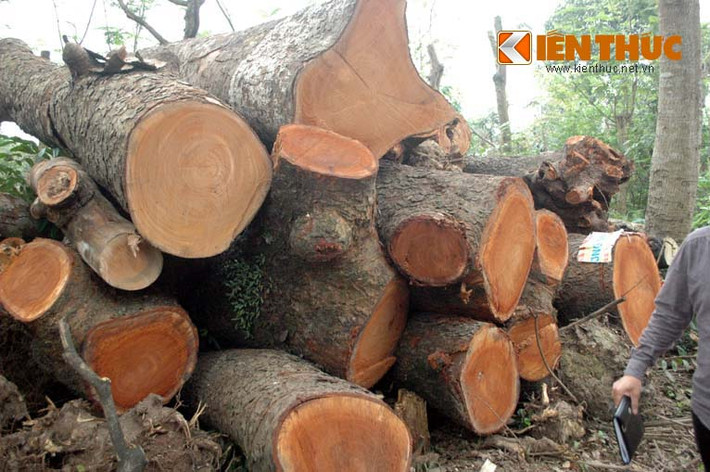 Những cây xà cừ vừa mới được chặt hạ ở một số tuyến phố và đưa về vườn ươn cây xanh của Công ty TNHH MTV Công viên cây xanh Hà Nội, chờ bán đấu giá. Một số người dân khu vực đường K2 cho biết, họ không thấy xe chở gỗ về đây vào ban ngày, nên không rõ bên trong vườn ươm cây xanh có gì.