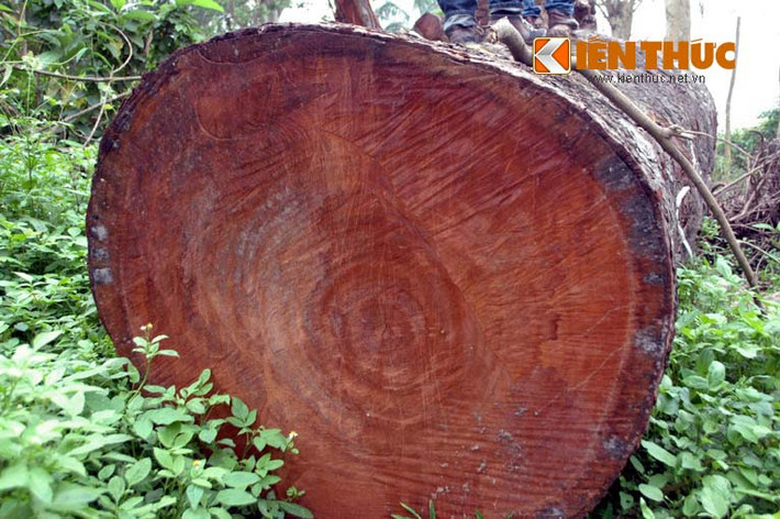 Sau khi hàng trăm cây xanh bị chặt hạ, người dân đặt câu hỏi liệu số gỗ này sẽ "đi đâu, về đâu".