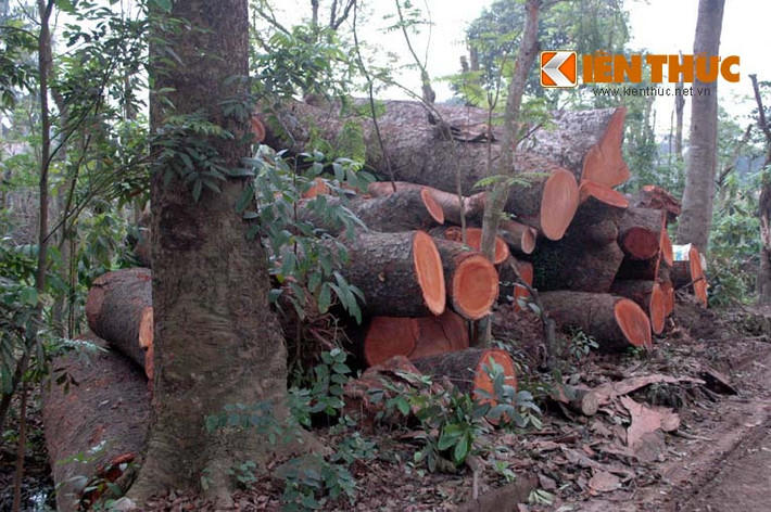 Khu vực tập kết những cây xà cừ lớn.