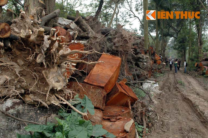 Gỗ từ cây xanh bị chặt được xếp thành hàng kéo dài khoảng 500m, rộng từ 4-5m, cao khoảng 4-5m.