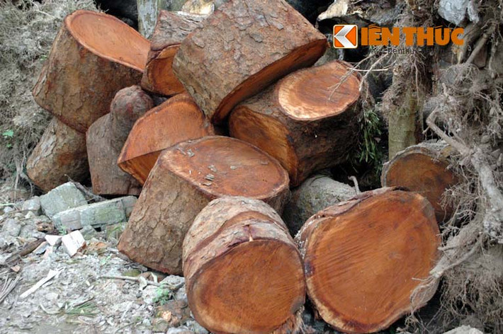 Những khúc gỗ từ cây xà cừ nằm lăn lóc trong bãi tập kết. Một đại diện Công ty TNHH MTV Công viên cây xanh Hà Nội cho biết: "Ngoài vườn ươm 10 ha này, còn một khu tập kết khác cũng trong khu vực vườn ươm cây xanh có diện tích khoảng 3ha, nhưng đa số là gỗ mục".