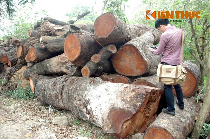 Khu vực tập kết gỗ này nằm giữa vườn ươm, phía ngoài được che bằng những tấm tôn cao khoảng 3m.