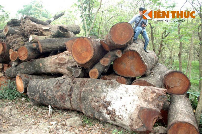 Cũng theo vị đại diện này, có rất nhiều cây xanh sau khi chặt mới biết rễ cây bị hư hỏng dù thân cây còn tốt, nhưng cũng có rất nhiều cây bị mục ruỗng bên trong.