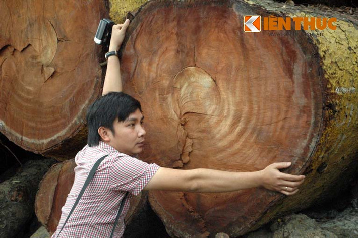 Đến chiều nay (23/3), Ban lãnh đạo Công ty TNHH MTV Công viên cây xanh Hà Nội mở cửa cho các phóng viên, báo chí vào chụp ảnh, ghi hình khu vực tập kết cây vừa chặt hạ trên địa bàn Hà Nội.