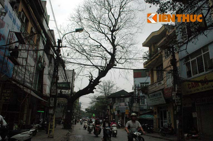 Trong khi 6.700 xây xanh được quyết định chặt hạ không thương tiếc mà "không cần hỏi dân" thì nhiều cây xanh đã chết khô, vô cùng nguy hiểm, cần chặt gấp lại treo biển... chờ xin ý kiến khiến nhiều người bức xúc. Theo ghi nhận của Kiến Thức, trên các tuyến đường như: Đê La Thành, Lý Nam Đế, Trần Phú, Trịnh Hoài Đức... hàng loạt cây xanh đã chết khô đang được Công ty TNHH một thành viên cây xanh Hà Nội treo biển... trưng cầu ý kiến người dân về việc chuẩn bị thay thế cây.