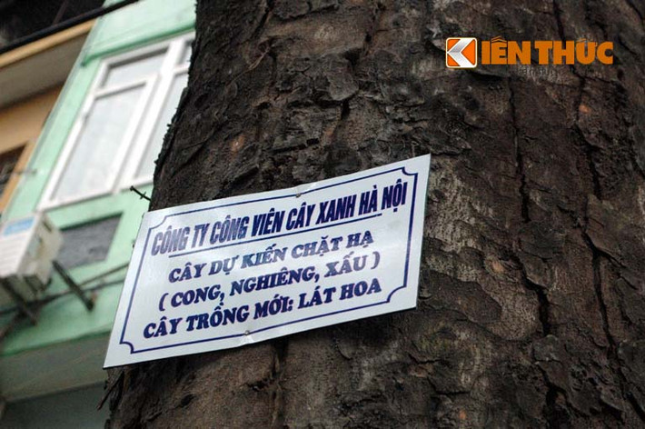 Theo quan sát, vị trí đặt biển thông báo có kích thước 30x20 cm, chất liệu bằng tôn, ghi rõ thông tin cây dự kiến chặt hạ và cây trồng mới dự kiến là cây gì nhưng lại không có địa chỉ, số điện thoại để người dân có thể phản hồi.
