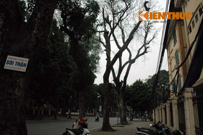 Cạnh ngã tư đường Trần Phú - Chu Văn An cũng có cây xà cừ bị chết khá lâu...