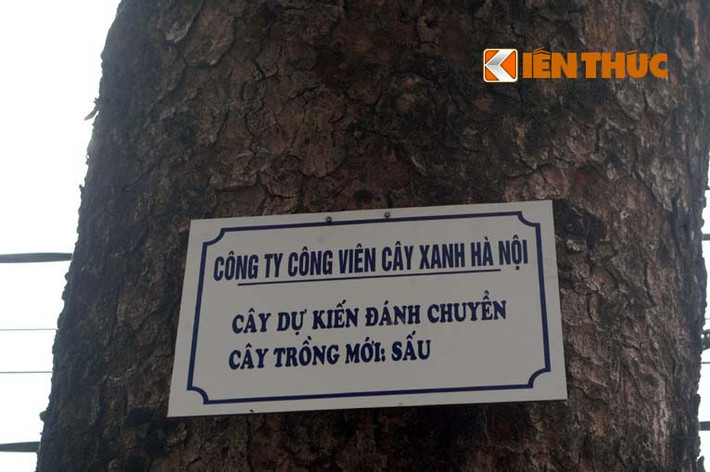 Còn đây là cây xà cừ đã chết khô ở đường Trịnh Hoài Đức, trước lối vào khán đài B SVĐ Hà Nội.