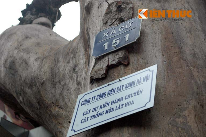 Trong ảnh là tấm biển xin ý kiến dân của Công ty TNHH một thành viên cây xanh Hà Nội treo trên cây... đã chết trên phố Lý Nam Đế, Hà Nội.