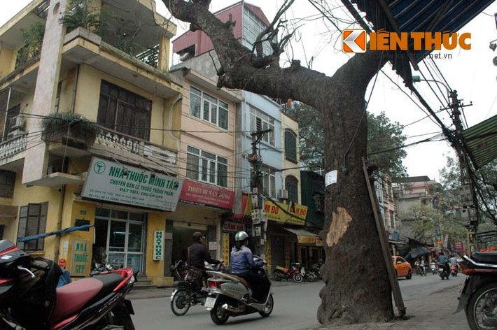 Chủ nhà số 326 đường Đê La Thành (quận Đống Đa, Hà Nội, trước nhà có cây chết) cho biết: "Cây chết hơn 1 năm rồi, nhưng chưa được chặt hạ. Gần Tết Nguyên đán, có công nhân đến cưa cành, nhưng phần tắc đường, phần khó làm nên họ lại bỏ đi".