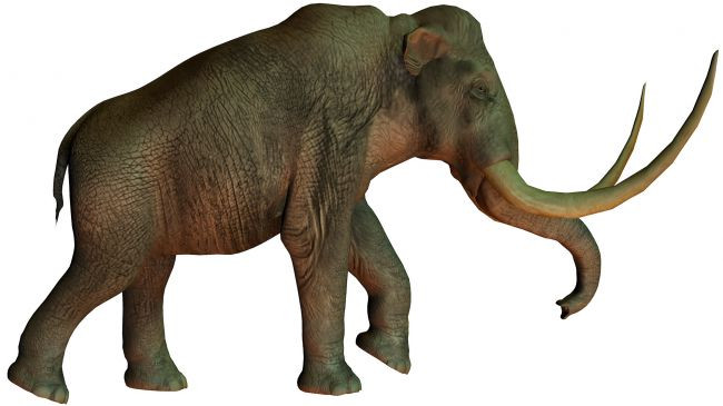 Voi ma mút Columbia là những gã khổng lồ lang thang ở Bắc Mỹ vào thế Pleistocene. Trong thời kỳ Băng hà, mực nước biển giảm xuống và cho phép các loài vật di tản ra đảo Santa Rosa ngoài khơi California.
