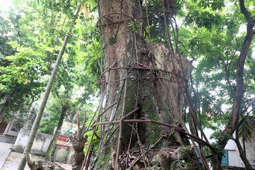Sau khi trồng 1 tháng, cây phát triển bình thường có thể bón các loại phân hóa học để kích thích sự phát triển của cây.