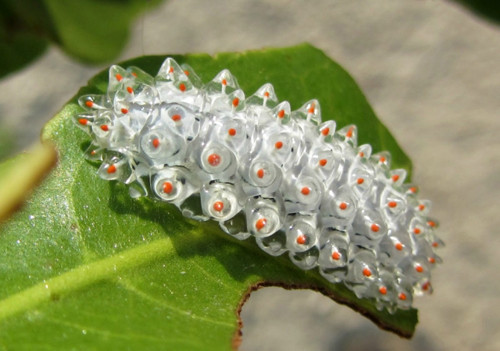 Jewel Caterpillar (Sâu bướm ngọc) sở hữu một cơ thể trong suốt, đôi khi được tô điểm thêm những gai xanh, đỏ lộng lẫy.
