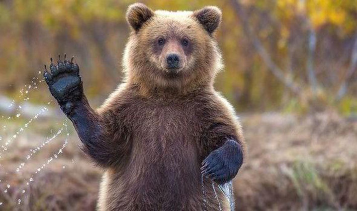 Gấu xám Bắc Mỹ có khứu giác cực tốt, có thể ngửi mùi của con người từ vị trí cách xa gần 30km do đó chúng có thể phát hiện những cơn bão đang đổ bộ và nhiều thiên tai khác.