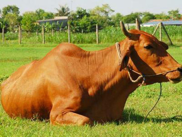 Khi động đất ở Nhật Bản xảy ra, những con bò gần tâm chấn có các hành vi khác thường giống như bồn chồn, lo lắng và không đứng yên một chỗ. Bên cạnh đó, lượng sữa tiết ra cũng ít hơn so với bình thường.