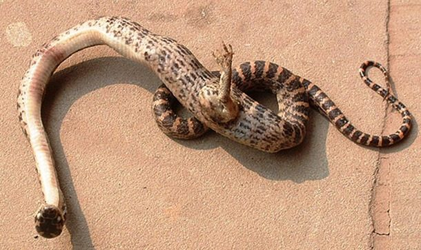 3. Rắn một chân: Một con rắn đột biến với một bàn chân có móng vuốt đã được phát hiện ở Tây Nam Trung Quốc vào năm 2009. Con rắn này dài khoảng 40 cm và có kích thước chỉ bằng một ngón tay nhỏ.