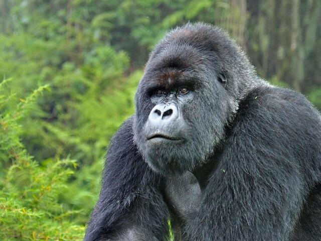 6. Gorilla núi: Loài khỉ đột này chỉ còn khoảng 1.000 cá thể sống sót ở các vùng núi của Rwanda, Uganda và Cộng hòa Dân chủ Congo. Chúng bị đe dọa bởi săn bắt và bệnh tật, cũng như sự suy giảm môi trường sống do khai thác mỏ và xung đột vũ trang.(Ảnh: World Wildlife Fund)