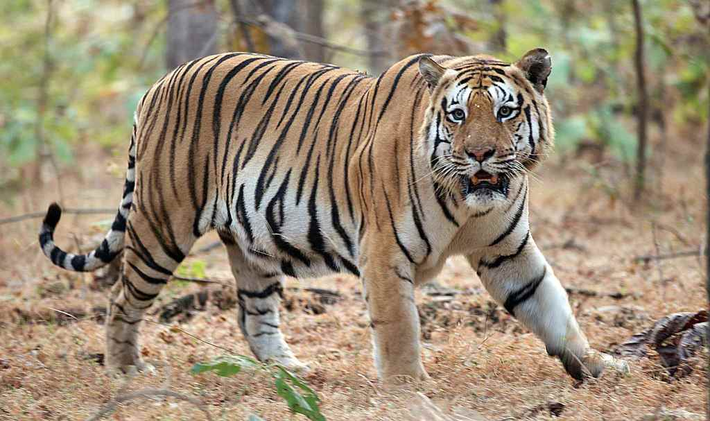 Hổ Bengal không chỉ là biểu tượng quốc gia của Bangladesh và Ấn Độ, mà còn là một chủ đề đầy thú vị để khám phá về sự đa dạng và sức mạnh của loài động vật này