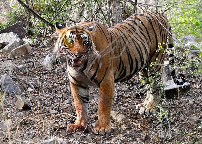 Chúng được tìm thấy nhiều nhất tại Bangladesh, Ấn Độ, Nepal, Bhutan và miền Nam Tây Tạng.