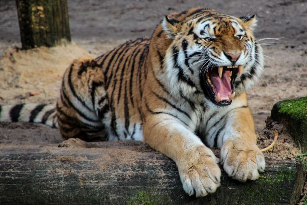 Hổ Bengal đang đối mặt với nguy cơ tuyệt chủng do nạn săn trộm và mất môi trường sống. Tuy nhiên, các dự án bảo tồn đã giúp phục hồi số lượng hổ Bengal trong tự nhiên.