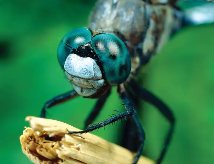 4. Mắt của chuồn chuồn (Dragonfly): Chuồn chuồn có đôi mắt ghép (compound eyes) lớn, chiếm phần lớn đầu của chúng. Mỗi mắt ghép được tạo thành từ hàng nghìn đơn vị thị giác nhỏ gọi là ommatidia, giúp chúng có khả năng quan sát 360 độ. Đôi mắt của chuồn chuồn rất nhạy bén với chuyển động và có thể phát hiện con mồi trong khi bay với tốc độ cao.(Ảnh: New Scientist)