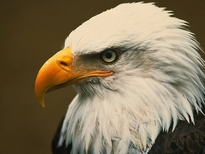 2. Mắt của đại bàng (Eagle): Đại bàng nổi tiếng với khả năng nhìn xa cực kỳ ấn tượng. Đôi mắt của chúng có thể phóng to hình ảnh lên gấp 4 đến 8 lần so với mắt người, cho phép chúng nhìn thấy con mồi nhỏ từ khoảng cách vài km. Đôi mắt của đại bàng có mật độ tế bào hình nón cao gấp 5 lần so với mắt người, giúp chúng nhận biết màu sắc và chi tiết rõ ràng hơn.(Ảnh: National Geographic Kids)