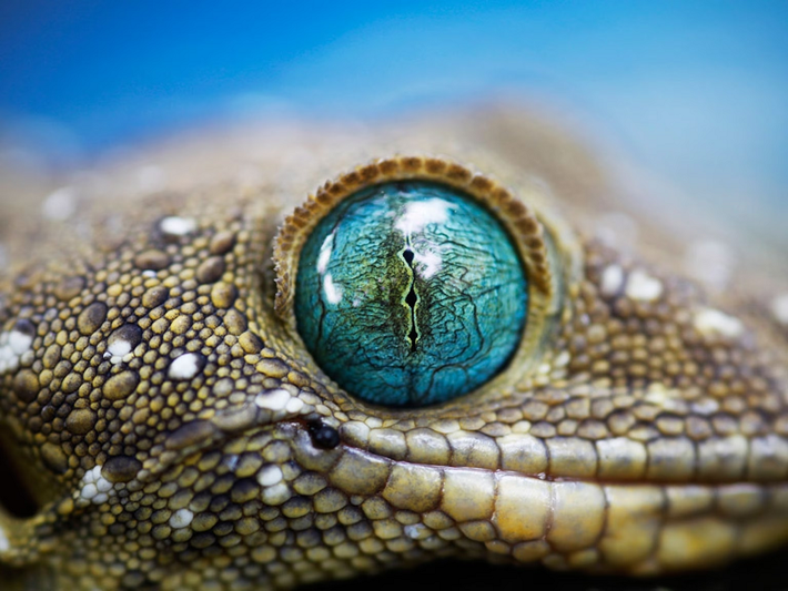 7. Mắt của tắc kè (Gecko): Đôi mắt của tắc kè có khả năng điều chỉnh thị lực trong điều kiện ánh sáng cực kỳ thấp. Tắc kè có thể nhìn thấy màu sắc trong bóng tối nhờ vào võng mạc có độ nhạy cao với ánh sáng. Ngoài ra, tắc kè còn có thể điều chỉnh mắt để tập trung vào đối tượng ở những khoảng cách khác nhau, điều mà ít loài động vật khác có thể làm được.(Ảnh: National Geographic)