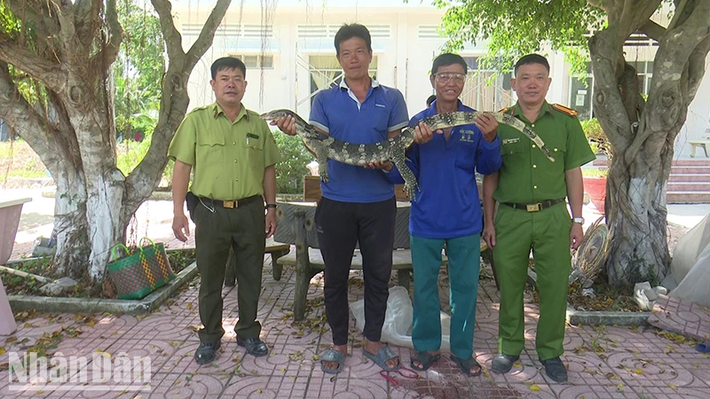 Ông Dương Văn Khá, sống tại xã Tân Công Chí, huyện Tân Hồng, tỉnh Đồng Tháp, đã phát hiện một cá thể kỳ đà hoa nặng quý hiếm gần 8kg bò lên sân nhà mình từ kênh Sa Rài. (Ảnh: Báo Nhân dâm)