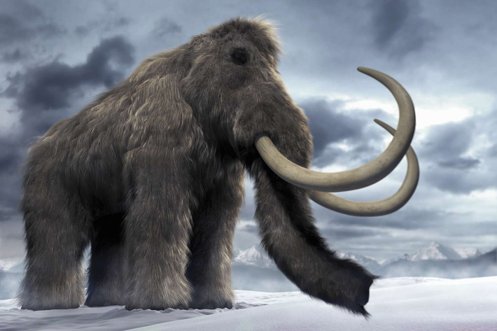 Voi ma mút, còn được gọi là chi Voi lông dài (tên khoa học: Mammuthus). Chúng tồn tại từ thế Pliocen, khoảng từ 4,8 triệu năm trước đến 4.500 năm trước.
