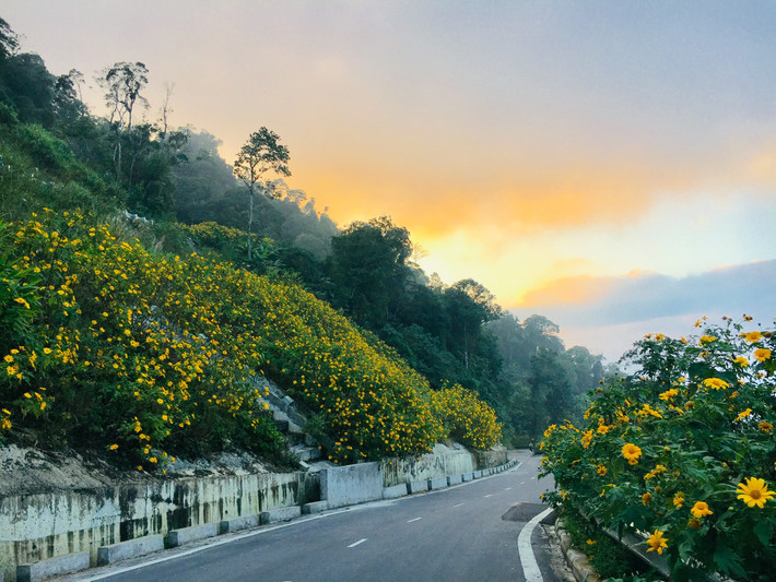 Check in hoa dã quỳ giờ chẳng cần đi đâu xa, ở cách trung tâm Hà Nội khoảng 50 km chúng ta có thể tìm đến Ba Vì đã thưởng thức trọn vẻ đẹp của loài hoa này. Ảnh: Vườn quốc gia Ba Vì