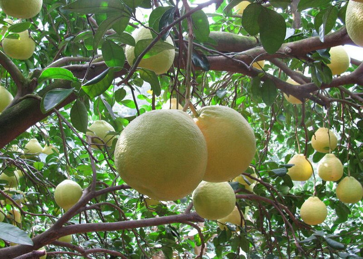Ngoài ra, còn có rất nhiều các loại thuốc sau khi uống vào không nên ăn bưởi vì trong vài ngày kế tiếp có thể gây trở ngại cho sự hấp thu thuốc của cơ thể. Ảnh: shuiguozidian.