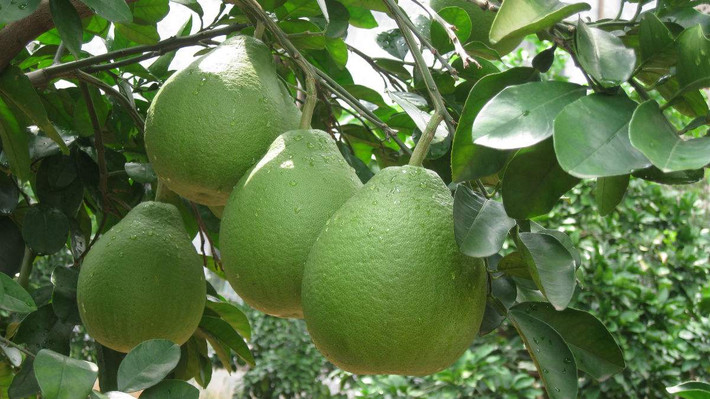 Vô hiệu hóa thuốc tránh thai: Bưởi sẽ làm hỏng tác dụng của thuốc tránh thai vì thế cần lưu ý. Ảnh: baidu.