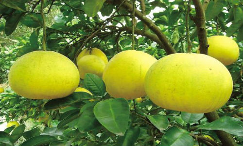 Gia tăng tác dụng của thuốc hạ huyết áp: Bưởi giàu chất kali, bản thân nó có tác dụng hạ huyết áp. Vì thế, khi đã uống thuốc hạ huyết áp không nên ăn bưởi hoặc uống nước ép bưởi nếu không huyết áp sẽ giảm mạnh khiến bạn cảm thấy chóng mặt, run rẩy, mệt mỏi, trầm trọng có thể gây đau thắt lồng ngực, nhồi máu cơ tim hoặc đột qụy. Ảnh: taizhou.