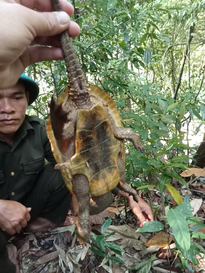 Ngay sau khi phát hiện, các nhân viên của Ban quản lý rừng đã giải thoát cho cá thể rùa, kiểm tra tình trạng sức khỏe và thả lại môi trường sinh trưởng tự nhiên.