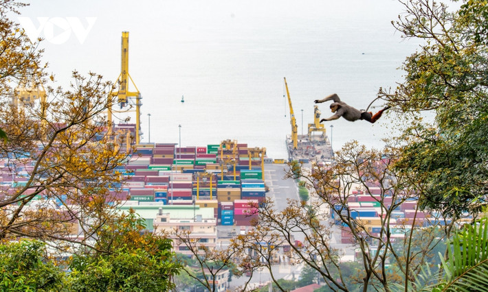 Khoảnh khắc những chú voọc di chuyển qua những cây Lim xẹt vàng đang nở luôn thu hút mọi người khi đến đây.