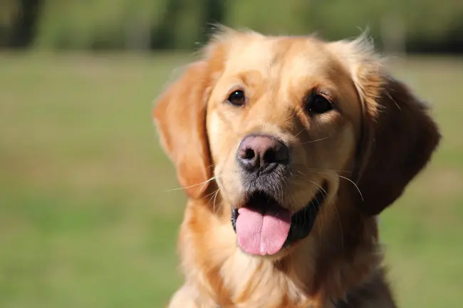 8. Chó Golden Retriever: Hiền lành, thông minh và thân thiện với mọi người, được sử dụng trong quân đội như chó đặc nhiệm.