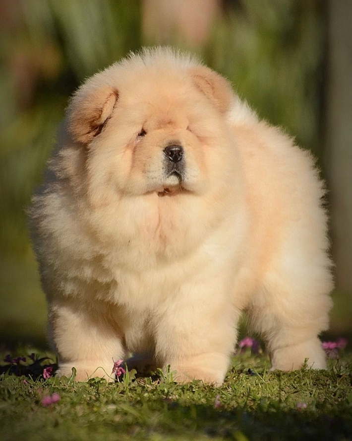 5. Chó Chow Chow: Hiền lành, trung thành nhưng có thể trở nên ương ngạnh và hung dữ.