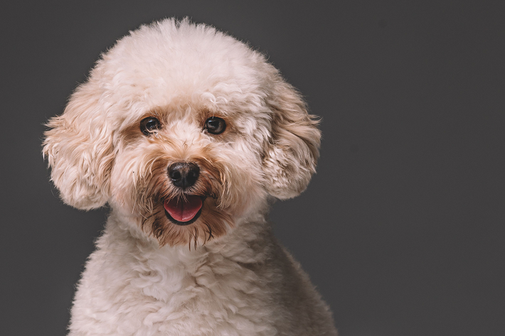 1. Chó Poodle: Là một trong giống chó dễ thương, đáng yêu nhất thế giới, Poodle sở hữu bộ lông mềm mại và xoăn tít, chúng rất thân thiện và thông minh.