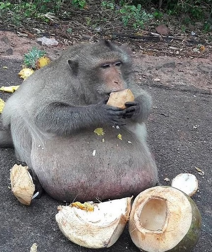 Uncle Fatty và Godzilla: Với cân nặng hơn 20kg, hai chú khỉ Uncle Fatty và Godzilla đã trở nên nổi tiếng nhờ cuộc sống “buông thả”. Con khỉ có tên Godzilla thường tiêu thụ đồ ăn vặt và nặng tới hơn 20kg. Godzilla đã giúp hút khách du lịch tập trung tại quầy hàng của chủ nhân nó ở Bangkok, Thái Lan.
