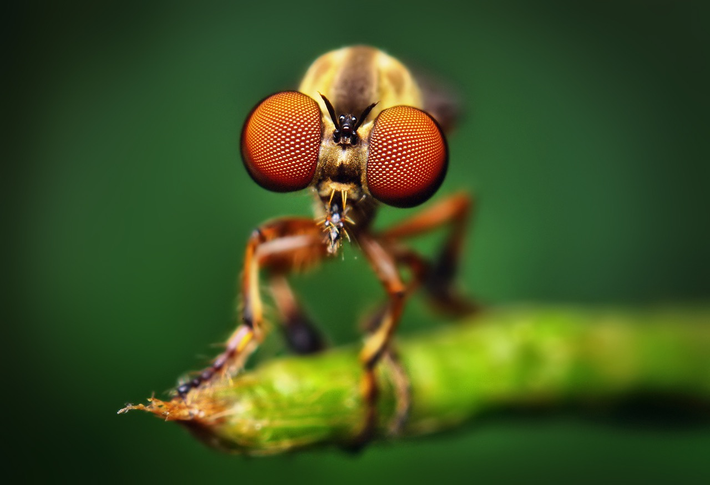1. Ruồi "sát thủ" (Assasin Fly): Đôi mắt của ruồi "sát thủ" có hàng ngàn "ống kính" nhỏ, giúp loài động vật này có tầm nhìn vượt trội khi săn mồi.