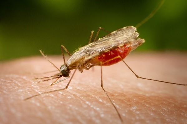 7. Muỗi họ Anopheles: Không chỉ là cơn ác mộng khi gây ra sốt rét, muỗi cũng là vật trung gian truyền bệnh cho nhiều loại vi rút và ký sinh trùng nguy hiểm khác.