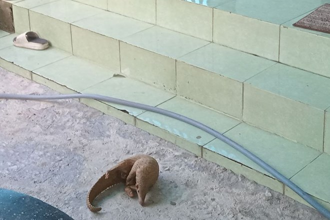 Mới đây người dân tại xã Phước Mỹ, TP Quy Nhơn đã bắt được 1 cá thể tê tê nặng khoảng 1,8kg. Do biết loài tê tê Java này thuộc danh sách động vật hoang dã quý hiếm và cần được bảo vệ, người này đã mang đến cơ quan chức năng để giao nộp.
