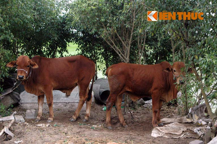 Từ lâu, thịt bê, bò đã trở thành đặc sản không thể thiếu của lễ hội Chợ Viềng. Để phục vụ du khách năm nay, hàng trăm con bê hôm nay đã được người dân huyện Vụ Bản, tỉnh Nam Định làm thịt .