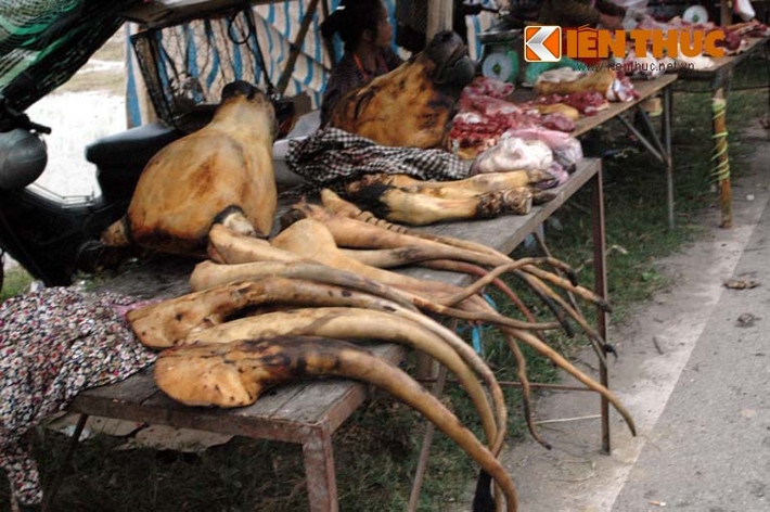 Cái bàn nhỏ này chứa tới 12 đuôi bê và 2 cái đầu bê đang chờ khách đến mua.