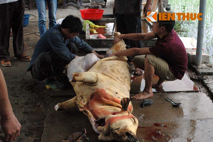 Anh Vũ Văn Hoàn (40 tuổi, ở Vụ Bản, Nam Định) cho biết: "Từ sáng tới giờ (tức ngày 7/1 âm lịch - PV) nhà tôi đã thịt 7 con bê bán cho khách rồi".
