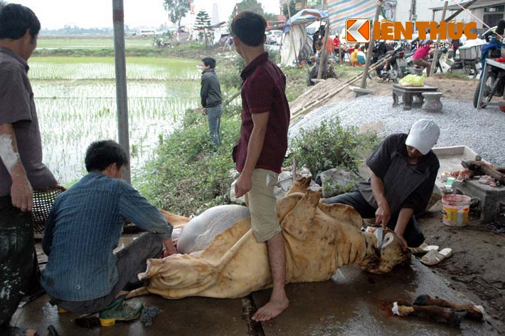 Những chú bê bị các thợ mổ xẻ thịt ngay giữa chợ.