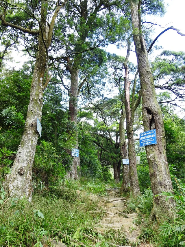 Loài cây này có đường kính thân lên đến 1 mét, chiều cao hơn 20 mét cùng với 200 cây khác, tạo nên một hàng cây hoàng đàn giả, góp phần làm cho không khí tại Yên Tử trở nên trầm bổng và quyến rũ.