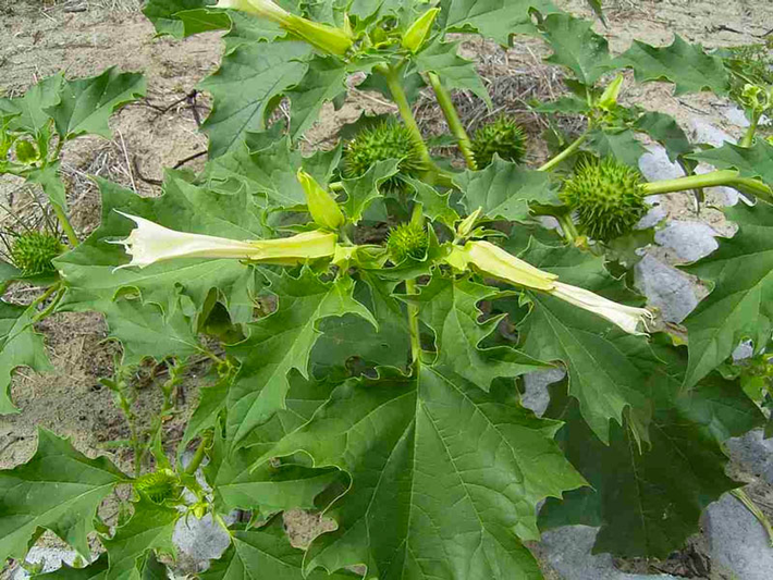 Cây Datura hay còn gọi là cà độc dược là một trong những loài cây nguy hiểm nhất trên thế giới, với vẻ ngoài rất đẹp đẽ nhưng ẩn chứa độc tố nguy hiểm.